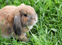 Image result for Mini Lop Rabbit Colours in New Zealand