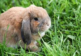 Image result for lop bunny care