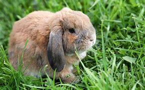 Image result for Black and White Mini Lop Bunnies