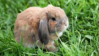Image result for Grey Baby Bunnies Mini Lop