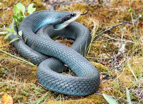 Blue Racer Snake Bite