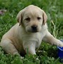 Image result for Super Cute Baby Puppies
