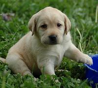 Image result for Wallpaper for Laptop Download HD Puppy