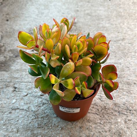 Crassula ovata 'Sunset' 6" - Jade Plant - www.greenthumbgear.com