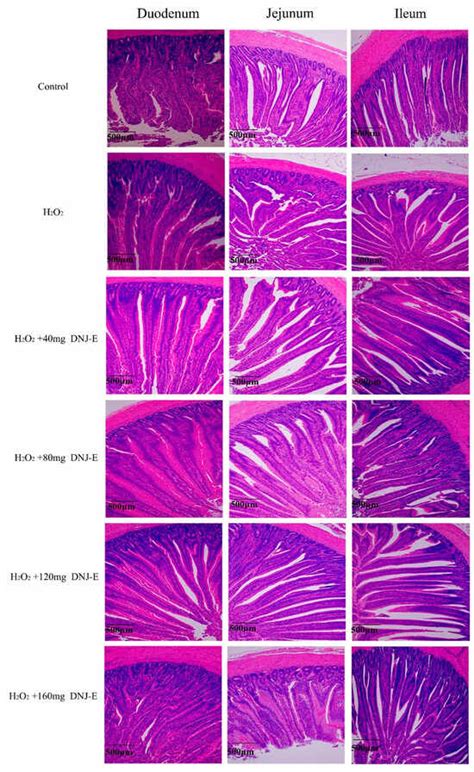 Animals | November-2 2024 - Browse Articles