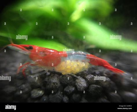 Pregnant Shrimp High Resolution Stock Photography and Images - Alamy