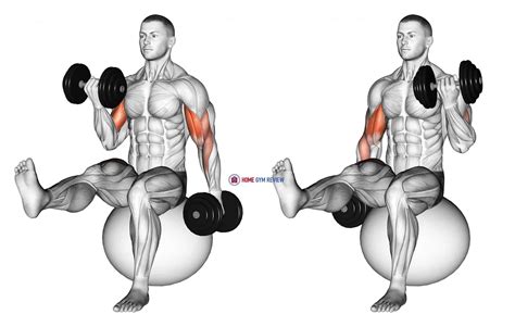 Dumbbell Alternating Bicep Curl with Leg Raised on Exercise Ball - Home ...