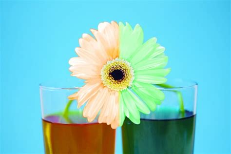 Image result for Simple Experiments Outside