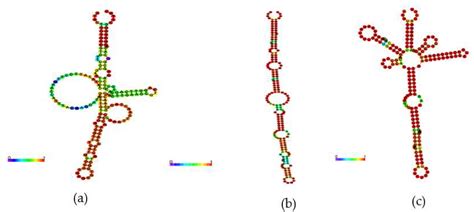 Bacterial Small RNAs in the Genus Herbaspirillum spp.