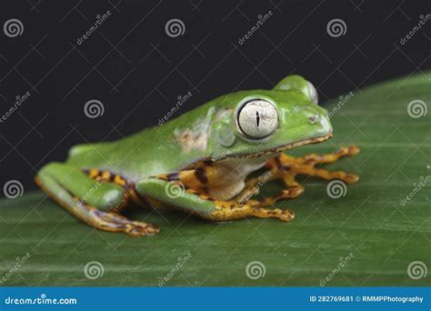 A Tiger-legged Monkey Frog on a Leaf Stock Image - Image of frog ...