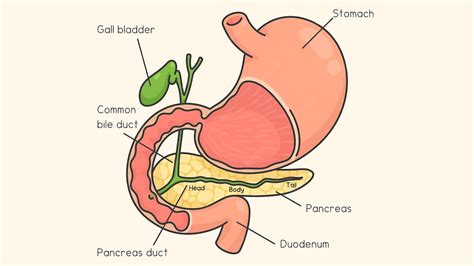 Gallbladder Problems 的图像结果