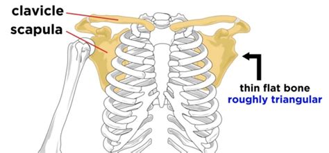 The Skeletal System - Science Class 5 PDF Download