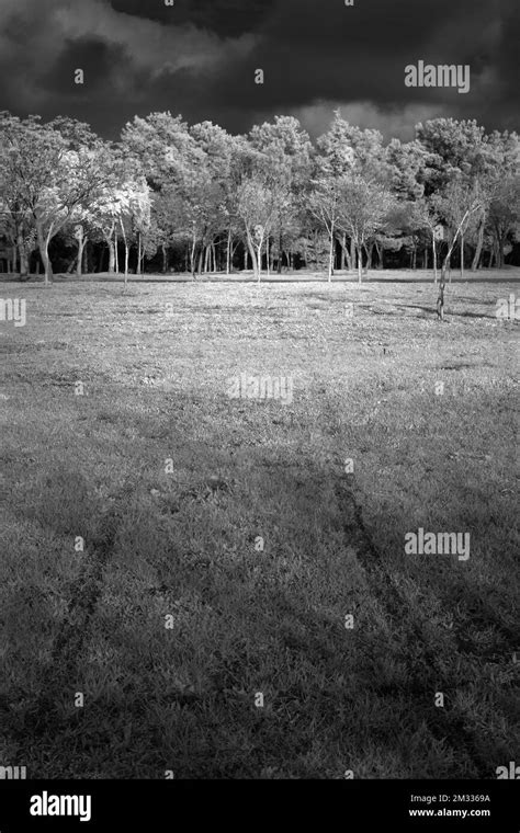 Environment Black and White 的图像结果