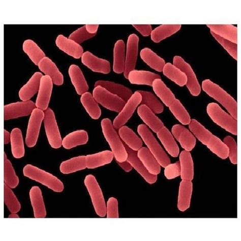 Bacillus Subtilis Probiotic Products at price INR 500 in Ahmedabad ...