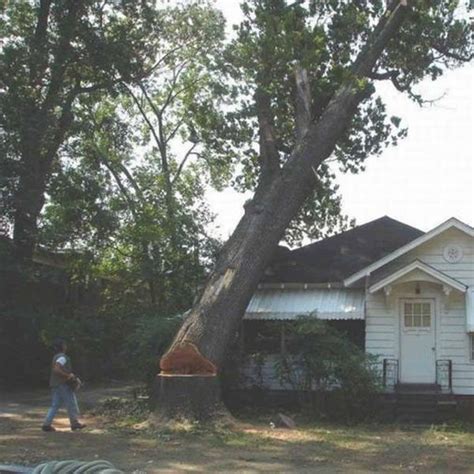 Logging Tree Fails Compilation 的图像结果