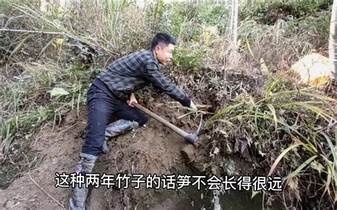 2年的新竹会不会长笋，能长多少笋？挖笋人最喜欢挖这种竹子！_哔哩哔哩_bilibili