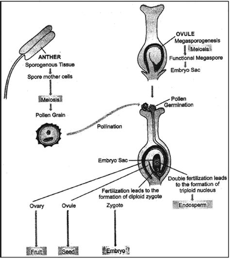 Vegetative Reproduction and Reproduction in Flowering Plants - Class 10 ...