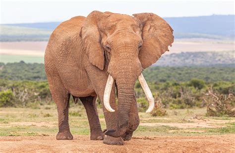 Image result for Elephant Toothpasste Exploding