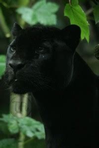 Wild Animal Black Panther Poster | Panther Posters for Room | Unframed ...