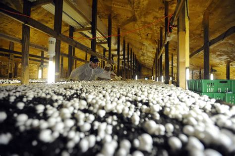 Pennsylvania is home to the world’s mushroom capital | The Pennsylvania ...