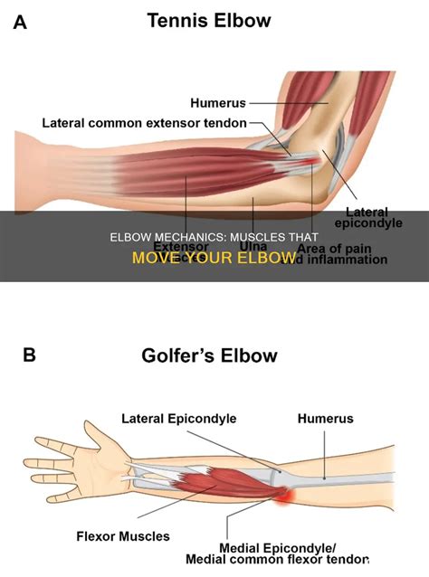 Elbow Mechanics: Muscles That Move Your Elbow | CyVigor
