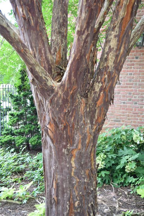 Lagerstroemia subcostata var. fueriei 'Townhouse' - crape myrtle ...