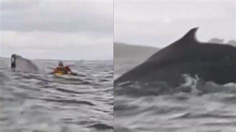'I Thought I Had Died...': Humpback Whale Swallows 24 YO Kayaking Off ...