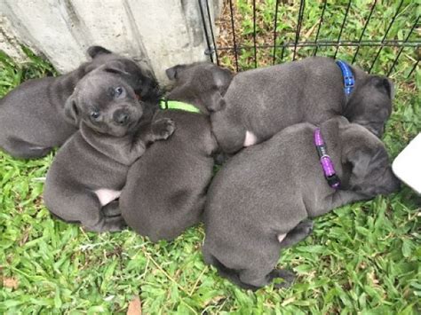 Hunde Kleinanzeigen | Hunde Anzeigenmarkt | Hunde Marktplatz | Hunde ...