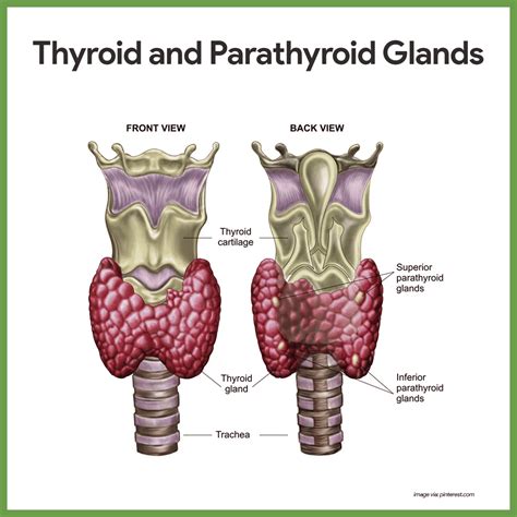 Thyroid gland – Artofit