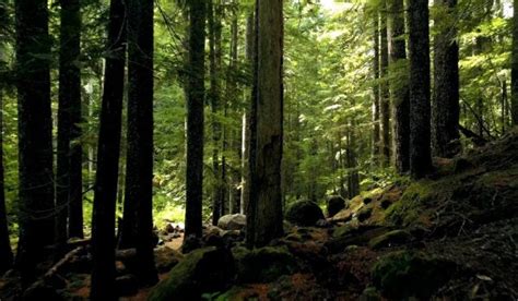 Environment 的图像结果