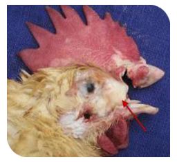 நோய்த் தடுப்பு மற்றும் மேலாண்மை