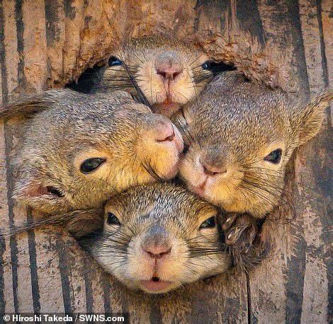 It’s a squirrel squeeze! Rodents try to poke through tree hole | Cute ...