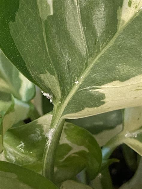 White fuzzy "bugs" : r/houseplants