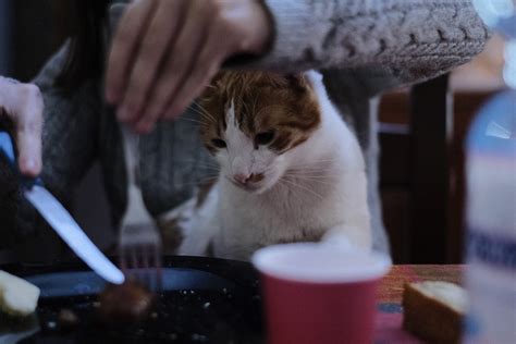 Why Did My Cat Stop Eating? - Pet Nurture