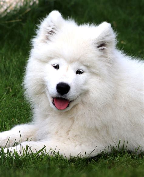 70+ Free Samoyed & Dog Images - Pixabay