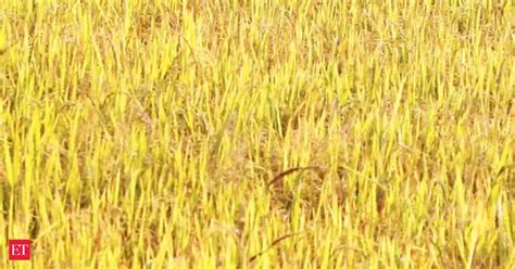 Mahyco, Arcadia reach key milestone in development of WUE rice - The ...