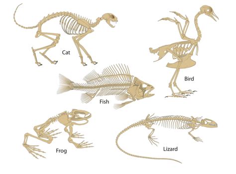 Image result for Classification Key Vertebrates KS2