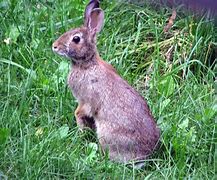 Image result for Hop Little Bunny