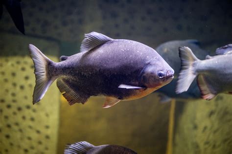 Pacu fish – Malta National Aquarium