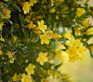 Yellow Jui Plant Juhi, Indian Jasmine, Jasminum Molle : Amazon.in ...
