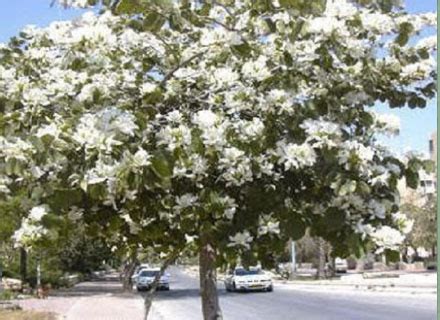 Viveiro de árvores adultas — Teletype