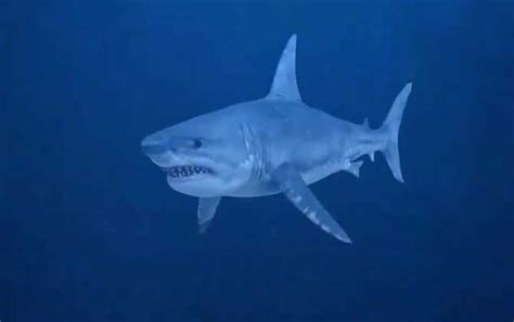 天铭 海底大猎杀 第二季 110 迷路的傻白甜 大白鲨超进化_凤凰网视频_凤凰网