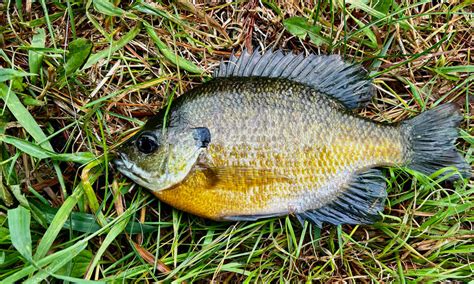 Image result for Clean and Cook Bluegill