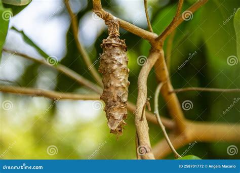 A Cocoon Hanging from a Branch. Stock Photo - Image of evolution, full ...