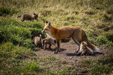 Waterton Lakes National Park, Alberta - TimesTravel