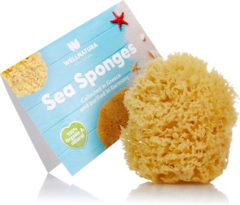 Types Of Sea Sponges Variety Is King Tuff Sponge