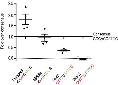 6 RNA motifs for processing and translation | Fantastic Genes and Where ...