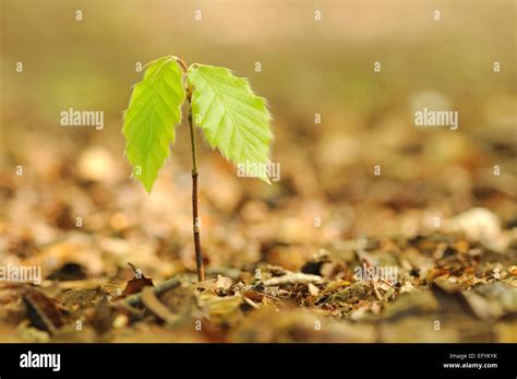 Rezultat imagine pentru Sapling Animation