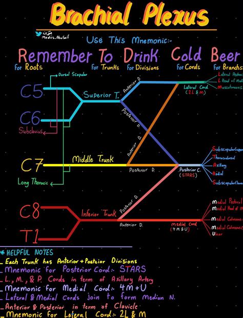 Mnemonics For Brachial Plexus Brachial Plexus Mnemonic