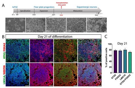 Long-Term Evaluation of Intranigral Transplantation of Human iPSC ...
